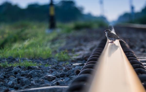 Ardian, Transport Working Group, bird on a railway in the midst of nature