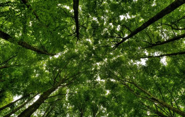 green forest 